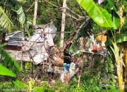 Pohon Tumbang Timpa Pondok Kebun Milik Warga Bukit Mambual