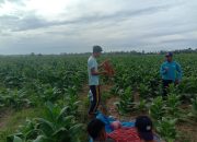 Cukup Menjanjikan, Petani Padi di Sindangsari Toili Barat Selingi Tanam Tembakau