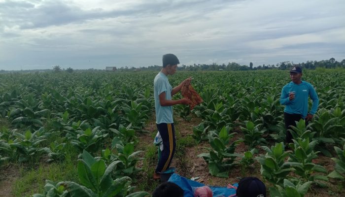 Cukup Menjanjikan, Petani Padi di Sindangsari Toili Barat Selingi Tanam Tembakau