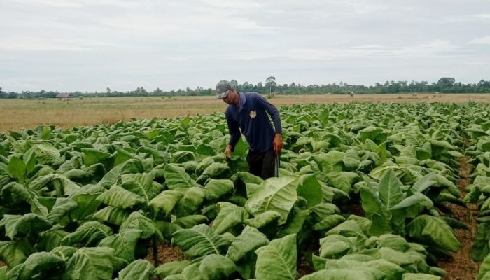 Abdul Haris Promotor Muda yang Konsisten Bertani Tembakau di Toili Barat Banggai