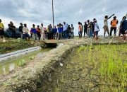 Bupati Amirudin Tinjau Kekeringan di Toili dan Moilong, 1.104 Hektare Sawah Terdampak 