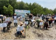 Rehabilitasi Pesisir, PLN Tanam Ribuan Mangrove