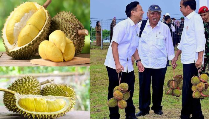 Nilai Rasa dan Rasa Durian Lokal Bangkep yang Khas nan Istimewa