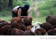 Meresahkan! Pencurian Buah Sawit di Mamosalato Kian Marak, Bikin Petani Merugi  dan Gigit Jari