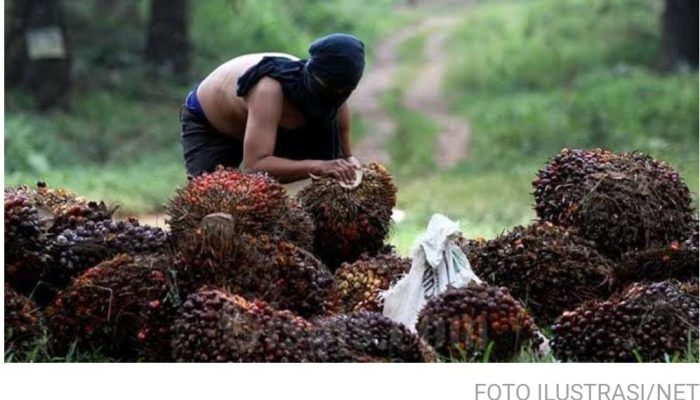 Meresahkan! Pencurian Buah Sawit di Mamosalato Kian Marak, Bikin Petani Merugi  dan Gigit Jari