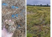 Petani Merugi, Puluhan Hektare Sawah di Gori-gori Batui Selatan Gagal Panen