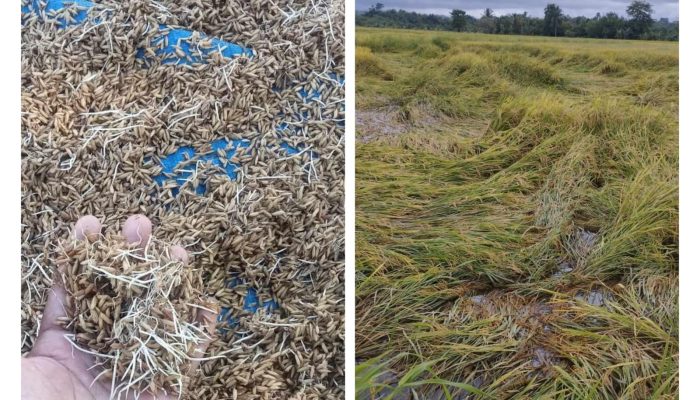 Petani Merugi, Puluhan Hektare Sawah di Gori-gori Batui Selatan Gagal Panen