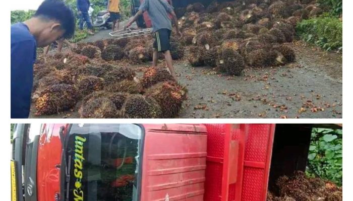 Mobil Truk Bermuatan Sawit Terguling di Tanjakan Boba Bungku Utara Morut