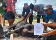 Masjid Al Fattah Bukit Mambual Sembelih 5 Ekor Hewan Kurban, Dibagikan ke Ratusan Warga 