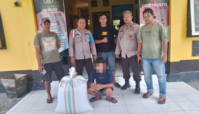 Tipu dan Bawa Kabur  Cokelat-Cengkih Petani, Pemuda di Pagimana Dibekuk Polisi