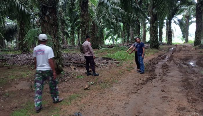 Geger! Pria Asal Balantak Selatan Ditemukan Tak Bernyawa di Perkebunan Sawit Toili 