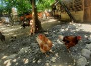 Soal SJSP yang Gagal, Kadis Peternakan Banggai Baiknya Turun Lapangan!