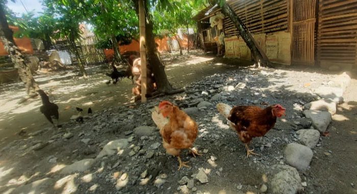 Satu Juta Satu Pekarangan di Simpang Raya, Dapat 20 Ekor Ayam Petelur, Tersisa Empat