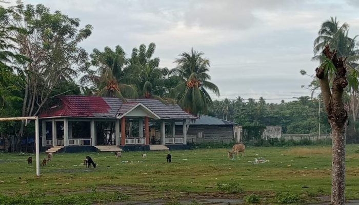 Pasca Bunta Expo, Lapangan Tak Terurus Hingga Jadi Tempat Makan Hewan Ternak Kambing dan Sapi