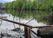 Sebagian Rusak Hingga Mati, Mangrove di Kayutanyo Luwuk Timur Belum Tersentuh Pemda