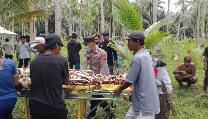 Geger! Pria Asal Nuhon Ditemukan Tak Bernyawa di Perkebunan Kelapa