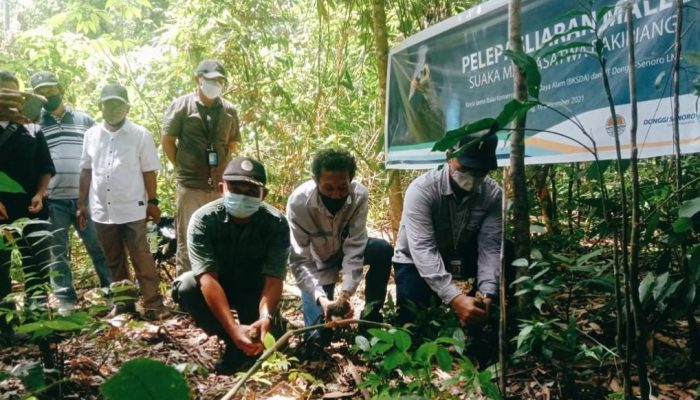 Menjaga Kelestarian Burung Maleo di Banggai, Satwa Endemik yang Terancam Punah