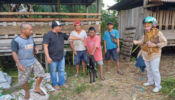 Berdayakan Peternak, Pemdes Baka Salurkan Bantuan 17 Ekor Kambing