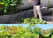 Kerja Bakti di Lingkungan Kantor Kelurahan Kilongan Permai Terus Intens Dilakukan