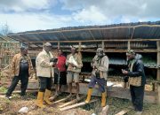 Pengurus Tani Merdeka Paniai Survei dan Monitoring Usaha Ternak Kelinci, Ayam, Babi dan Kebun Kopi 