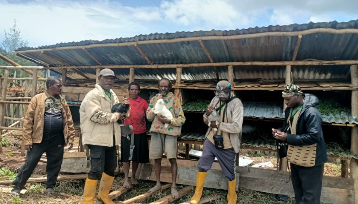 Pengurus Tani Merdeka Paniai Survei dan Monitoring Usaha Ternak Kelinci, Ayam, Babi dan Kebun Kopi 