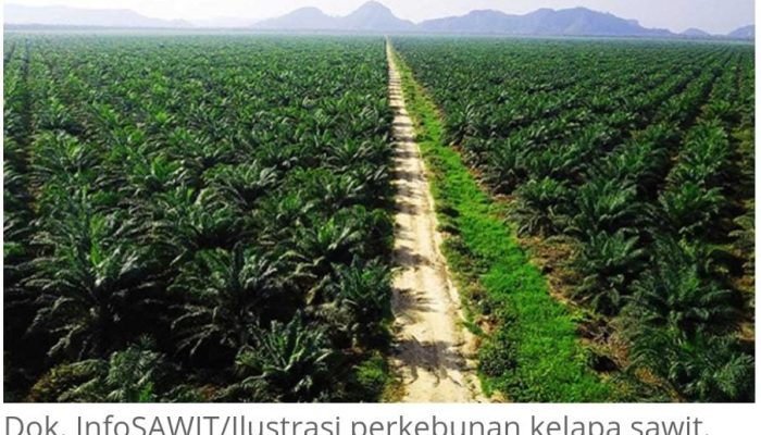 Pernyataan Bupati Banggai Soal Izin HGU PT. KLS Dinilai Tendensius