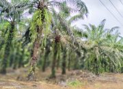 Berkat Sawit PT KLS, Miliaran Rupiah Berputar di Toili Banggai Setiap Bulan