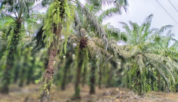 Berkat Sawit PT KLS, Miliaran Rupiah Berputar di Toili Banggai Setiap Bulan