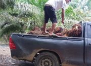 Petani Sawit Akui Harga TBS PT. KLS Lebih Tinggi Dibanding Pabrik Morut, Tidak Ada Intimidasi!