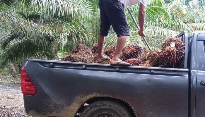 Petani Sawit Akui Harga TBS PT. KLS Lebih Tinggi Dibanding Pabrik Morut, Tidak Ada Intimidasi!