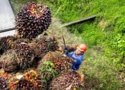 Potongan Biaya Pembayaran TBS PT KLS Melalui Musyawarah Petani, Begini Rinciannya!