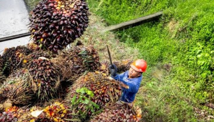 Potongan Biaya Pembayaran TBS PT KLS Melalui Musyawarah Petani, Begini Rinciannya!