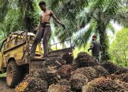 Luar Biasa! Sawit Jadi Penopang Kehidupan Warga Toili