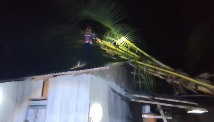 Pohon Kelapa Tumbang Timpa Rumah Warga di Salakan, Damkar Bangkep Lakukan Evakuasi