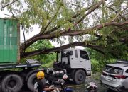 Pohon Tumbang Ganggu Pasokan Listrik di Kilongan Permai, PLN Lakukan Perbaikan Cepat