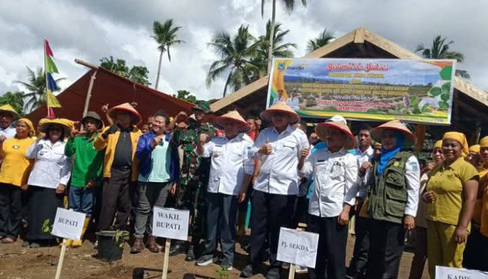 Bupati Bangkep Launching Penanaman Nilam di Desa Bangonemo, Bulagi Utara
