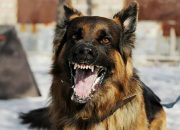 Bikin Resah, Warga Desak Pemerintah Tertibkan Anjing Liar di Kilongan Permai