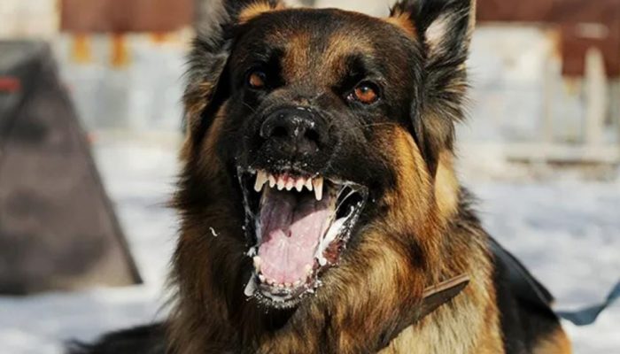 Bikin Resah, Warga Desak Pemerintah Tertibkan Anjing Liar di Kilongan Permai