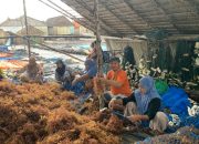 Budidaya Rumput Laut Kappaphycus alvarezii Jadi Usaha Alternatif Menjanjikan di Pulau Tanjung Kiaok Sumenep