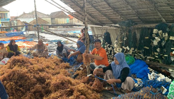 Budidaya Rumput Laut Kappaphycus alvarezii Jadi Usaha Alternatif Menjanjikan di Pulau Tanjung Kiaok Sumenep