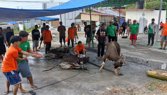 Sembelih 6 Ekor Sapi, Masjid Al Fattah Bukit Mambual Salurkan 432 Paket Kurban 
