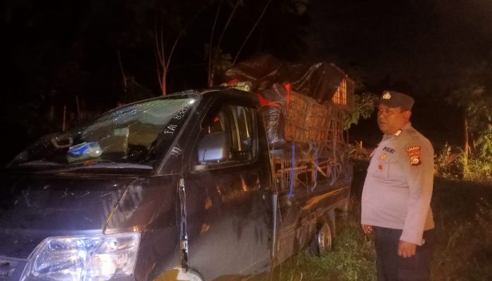 Mobil Asal Minahasa Tertimpa Pohon Tumbang di Pagimana, 1 Orang Tak Sadarkan Diri