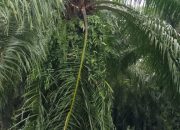 Pencurian Buah Sawit Kian Meresahkan, Petani: Jika Perlu, Pelaku Ditembak Mati Saja!