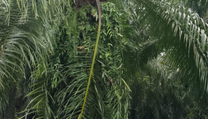 Pencurian Buah Sawit Kian Meresahkan, Petani: Jika Perlu, Pelaku Ditembak Mati Saja!