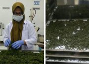 Didanai DPPM Kemdiktisaintek, Dosen Unismuh Luwuk dan Unsulbar Kembangkan Nanopartikel Ulva reticulata untuk Kendalikan Penyakit Vibriosis pada Ikan Kerapu