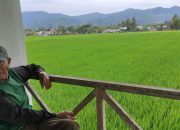 Modal Bisa Habis, Petani di Bone Bolango Waspadai Risiko Gagal Panen