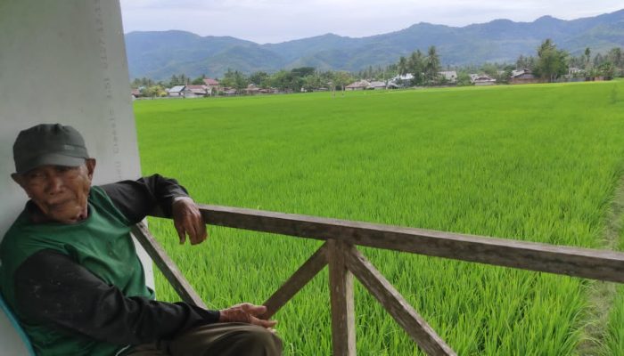 Modal Bisa Habis, Petani di Bone Bolango Waspadai Risiko Gagal Panen