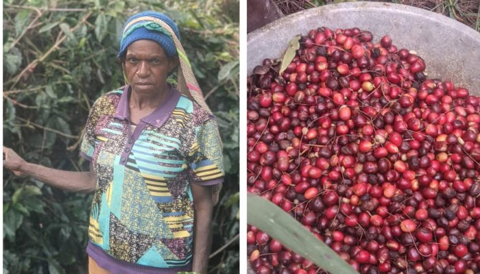 Tani Merdeka Indonesia Deiyai Lakukan Koordinasi dan Survei Kebun Kopi di Kokobaya