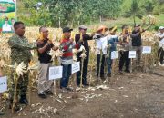 Bupati Sofyan Kaepa Panen Raya Jagung dan Padi Gogo di Desa Paisulamo, Dorong BUMDes Kembangkan Peternakan Ayam