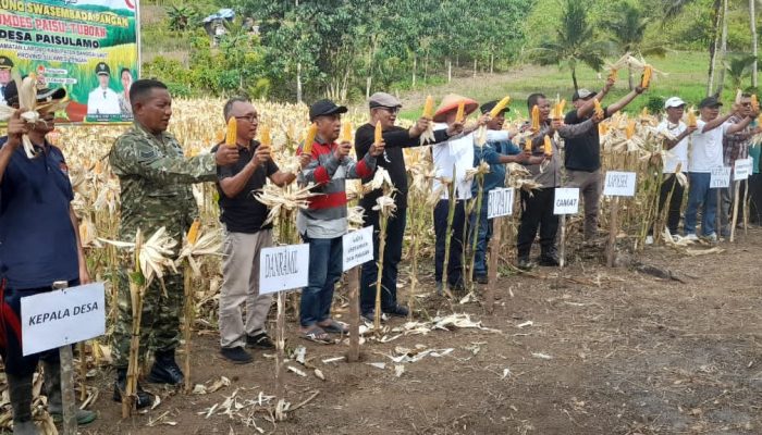 Bupati Sofyan Kaepa Panen Raya Jagung dan Padi Gogo di Desa Paisulamo, Dorong BUMDes Kembangkan Peternakan Ayam